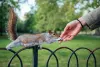 How to get rid of raccoons? Frequently Asked Questions About raccoons removal - TheOmniBuzz