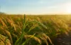 Crowdsourced Data Collection for Community-Based Crop Health Monitoring Programs - Fyberly