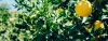 How To Grow Lemon Tree-A Step-by-step Guide From Planting To Harvesting