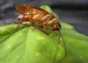 Top Tactics to keep the Offices Pest-Free! - HMG