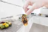 Tips Regarding cockroach control in Mississauga