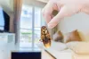 How do professionals implement various techniques for residential pest control in Brampton?