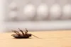 Why is there an urgent need to engage experts for cockroach control in Brampton?