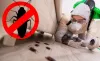 Cockroach Pest Control Services in Gurgaon, Faridabad India