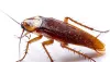 Get rid from bed bugs by following these 5 proven tips  | Maiyro