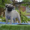 Pug Puppy Home - The Best Dogs Adoption Websites in the USA!
