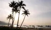 All about Coconut Tree with Their Benefits, Uses, Types, and Images - Info About Trees