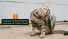 Common Cat Skin Problems and How to Tackle Them - KittyExpert.com