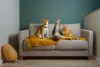 Complete Guide On Shiba Inu – The Japanese Dog Breed - DogExpress