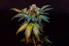 Buy Weed Online - Weed CastMed UK