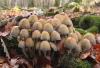 Buy Mushrooms Canada Works Only Under These Conditions – Thunder in The Cascades
