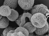 Mold Exposure and Antibiotics. Ask an Expert. | Array of Solutions