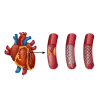 Best Heart Specialist and Cardiologist In Secunderabad | Dr C Raghu