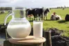 Fresh organic Milk delivery &amp; Monthly Milk Subscription.