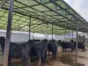 Cows For Sale in Lahore, Pakistan - Classified Ads of Cows