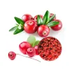 Bulk Organic Cranberry Extract Powder | Organic Cranberry Powder Supplier