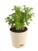 Indoor Plants - Buy Best Indoor/Interior Home Plants Online in India