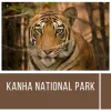 Kanha Tiger Sightings | Kanha National Park