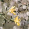 Benefits of Creosote Bush (Larrea tridentata)