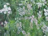 Organic Black Cumin Seed Manufacturers, Suppliers &amp; Exporters