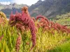 Organic Amaranth | Amaranth Seed/Grain Manufacturer, Supplier, Exporter