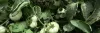 Nurseries in Hyderabad|Flower Plant Nurseries in Hyderabad|Sneha Nursery