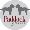 Cockapoos - Paddock Farm Dogs