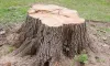 Buzzwords, De-buzzed: 10 Other Ways To Say Tree Stump Grinding