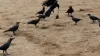 Bird flu: Several crows found dead at various places in Delhi