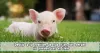 curiosidades animales