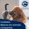 Cuidados Básicos Animais Companhia