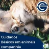 Cuidados Básicos Animais Companhia