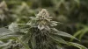 Buy weed online | buy marijuana online | CBD oil in USA -UK-CANNADA
