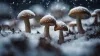 De winterdip, depressie en psilocybine | Triptherapie Nederland