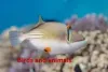 the sweeper fish