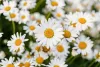 Flowers to Gift on Easter Sunday | Melbourne Fresh Flowers