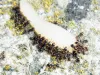 What are Pavement Ants? - Ants Control Services | Awesome Pest