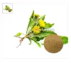 dandelion supplement, dandelion root powder, dandelion root use, organic dandelion powder, dandelion powder uses, herbal product wholesale, herbal extract wholesale, wholesale herb vendors, food industry, organic foods