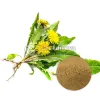 Dandelion Root Powder Supplier | Bulk Dandelion Root powder