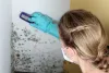 Mold Damage Insurance Claims in Miami, Florida