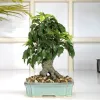 Buy Pots with Plants Online: Upto 55% OFF on Plants &amp; Planters | WoodenStreet