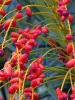 Why the Biggest "Myths" About pemborong kurma mariami May Actually Be Right