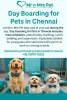 day_boarding_for_pets_in_chennai.jpg