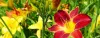 How To Grow And Care For Daylilies- A Step-by-step Guide