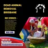 Dead Animal Removal Brisbane
