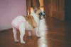 Dog Panic Attack Symptoms &amp; Causes - DogExpress