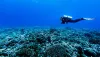deep diver diving over the reef with fishes