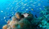How Deep Is the Mariana Trench? - A Detailed Study