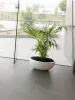 Indoor Office Planters Melbourne