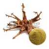 devils claw extract powder, devils claw extract, bulk devils claw extract powder